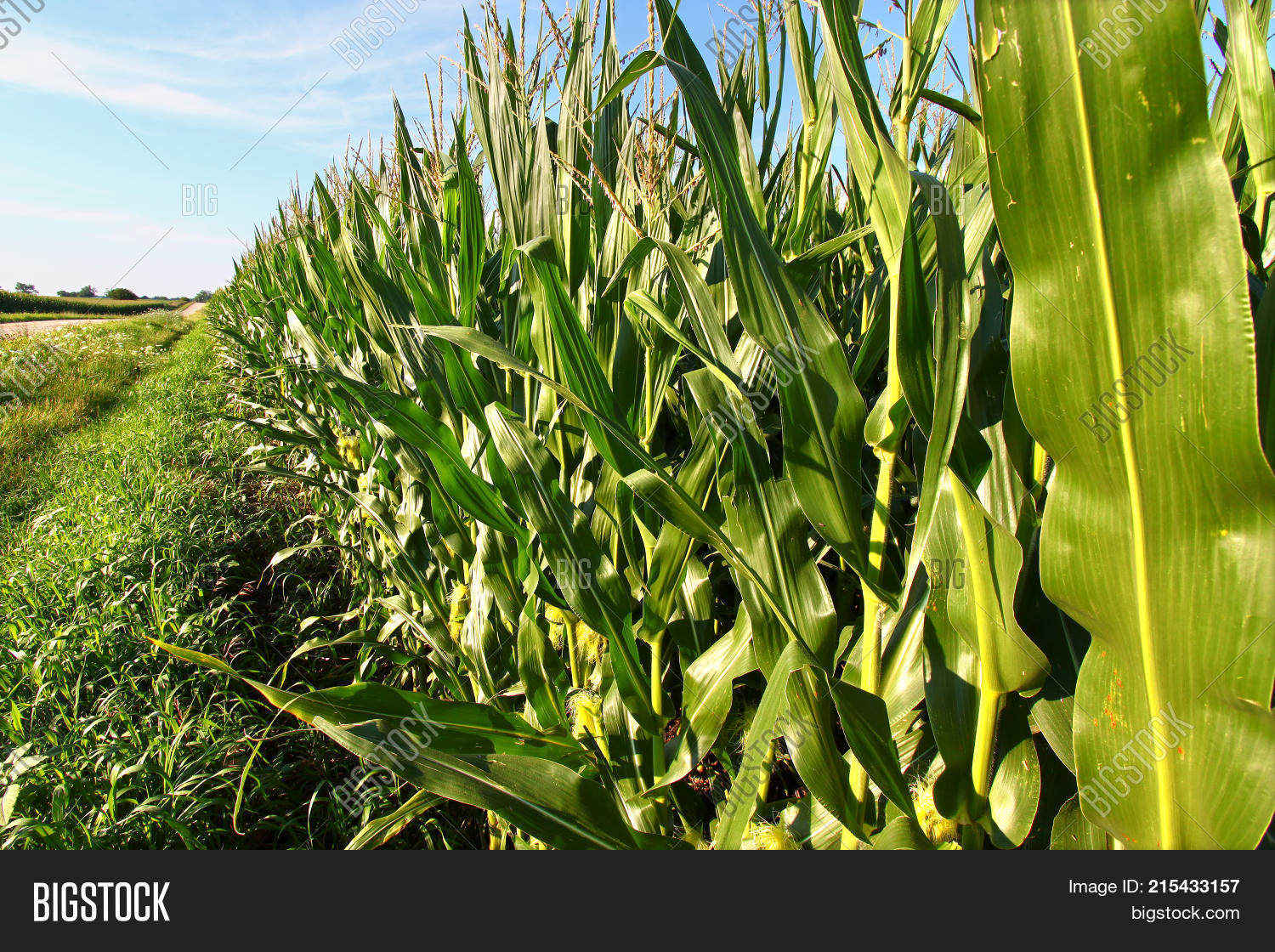 Corn Rows Stock Image Rows Corn Northern Image & Photo (Free Trial) | Bigstock