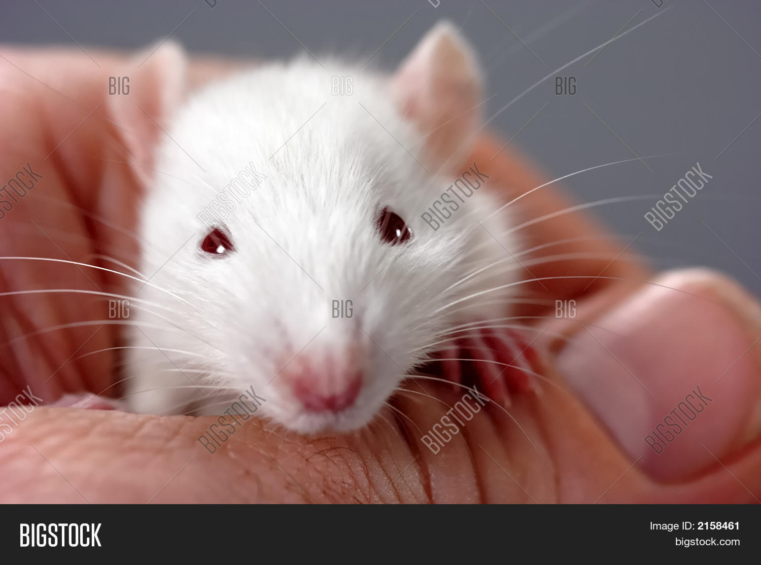 Four Week Old Rat Image & Photo Bigstock