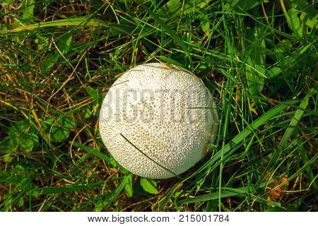 White Giant Puffball Fungus Growing In Grassland With A Background Of Shrubs And Grass.