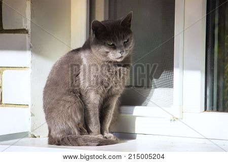Gray Cat Resting In The Heat On The Window Sill
