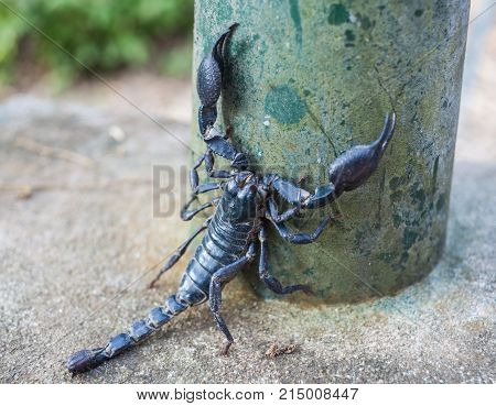 Closeup view of a scorpion in nature. Tailand