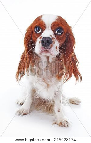 Cute cavalier king charles spaniel puppy dog on isolated white background. Puppy clipping path. Cute pappy dog photos.