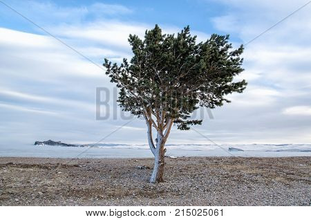 One green pine tree and pebbles with clouds near lake Baykal and mountain. Russia