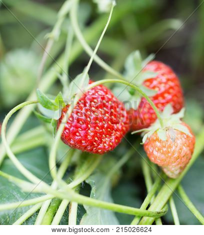 strawberry in nature . In the park in nature