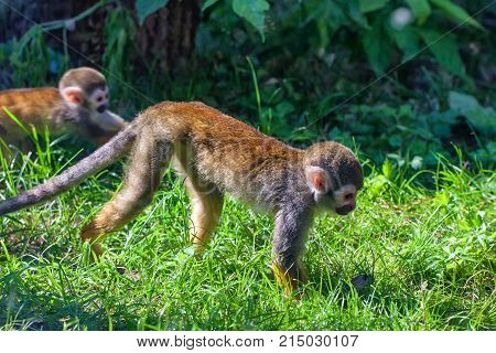 Small common squirrel monkey or Saimiri sciureus on forest background