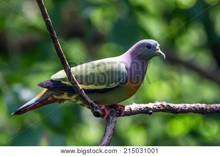 Close-up of orange-breasted green pigeon or Treron bicinctus