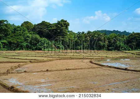 Close-up photograph of paddy fields with crops of rice in Sri Lanka