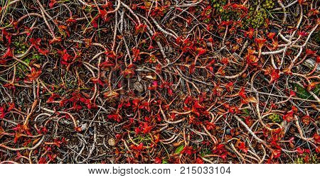 Red plants background. Autumn steppe plants. Red nature background
