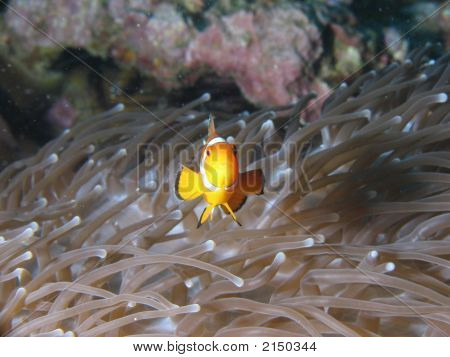 Nemo