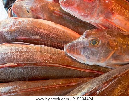 East Atlantic red gurnard Chelidonichthys cuculus for sale at a fish market