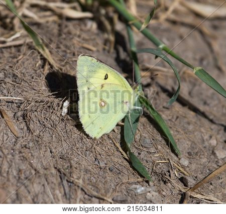 butterfly in nature . In the park in nature