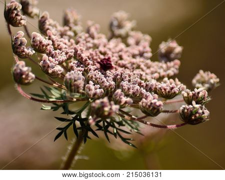 Splendid pink flower of wild carrot in foreground