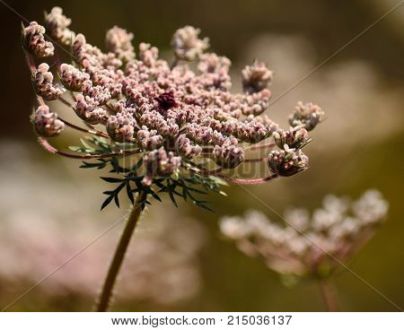 Isolated flower of wild carrot in foreground