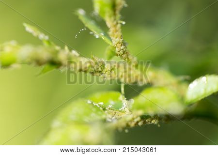 Aphids Under a Leaf . In the park in nature