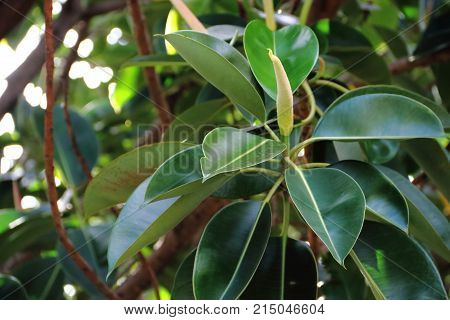 Ficus Elastica Tree Called Epiphytes Large Green Leaves