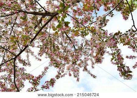 Blossoming apple tree branches with pink flowers - natural spring background