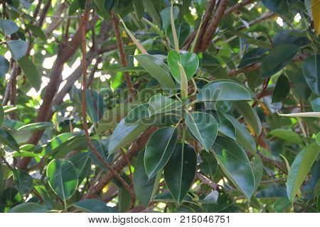 Ficus Elastica Tree Called Epiphytes Large Green Leaves