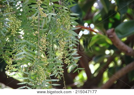 Schinus Molle Known In South America As A Pepper Tree, Aguaribay, Molle, Gualeguay