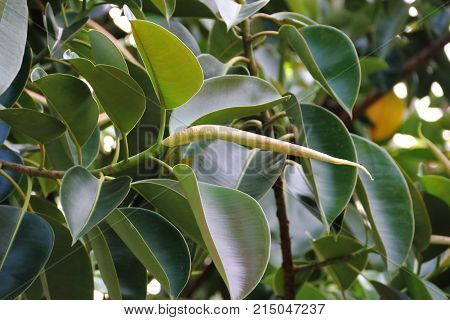 Ficus Elastica Tree Called Epiphytes Large Green Leaves