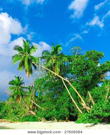 Bosco degli alberi dei boschi piante