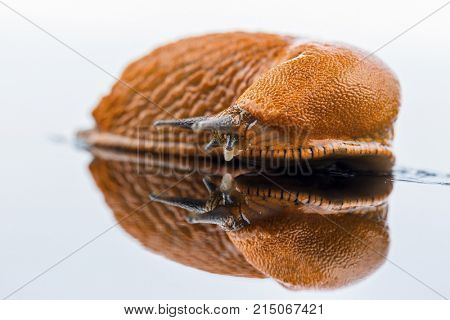 nudibranch on white background