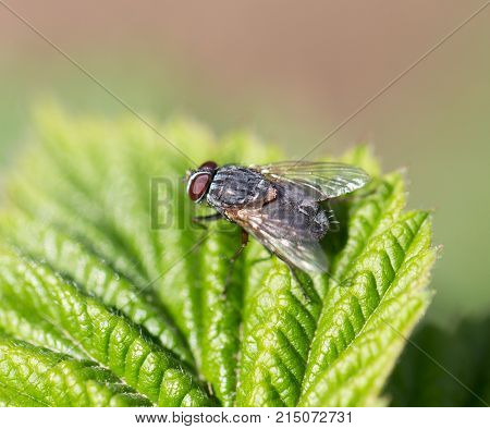 fly in nature. Macro . In the park in nature