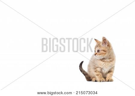 Kittens Scotty Straight Banner With Copy Space With Place For Text On White Isolated Background