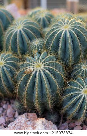 many pardoria magnifica succulent cactus with stones close up