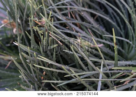 pardoria ottonis succulent plant cactus with many strings close up