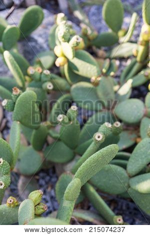 tacinga inamoena cactus succulent close up on rock