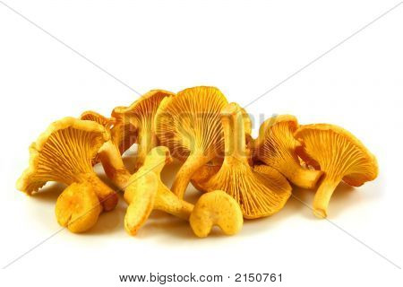 Chanterelles isolés