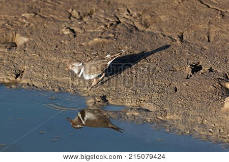 Three Banded Plover (charadrius Tricollaris)