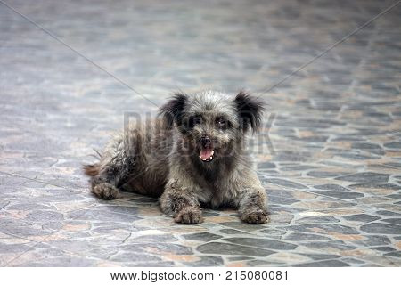 Dog in Thailand ugly cute grey black Asia .