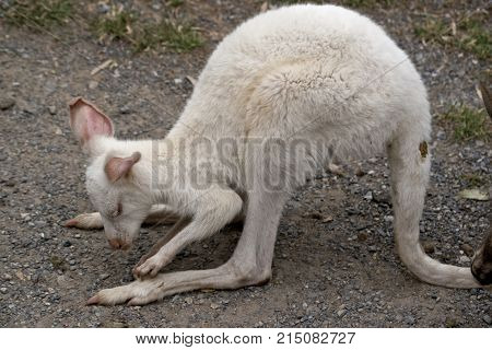 the albino tammar wallaby is cleaning is leg