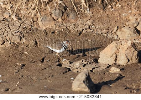 Three Banded Plover (charadrius Tricollaris)