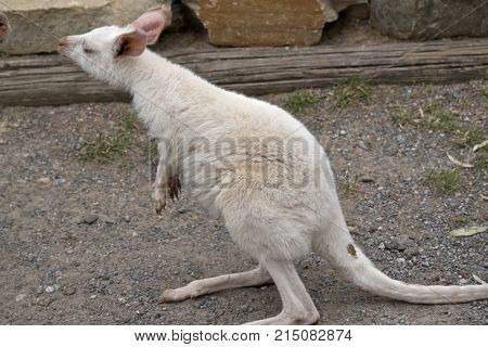 the albino tammar wallaby is sniffing the air to find food