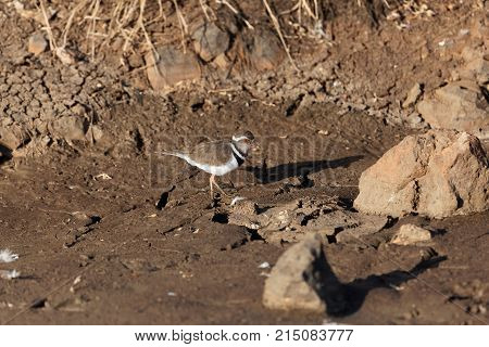 Three Banded Plover (charadrius Tricollaris)