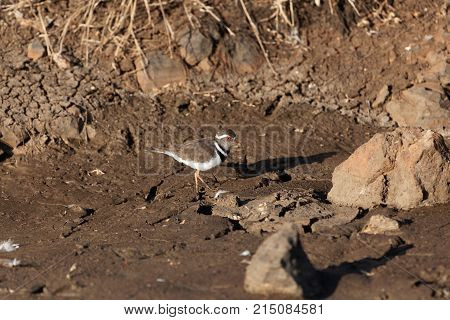 Three Banded Plover (charadrius Tricollaris)