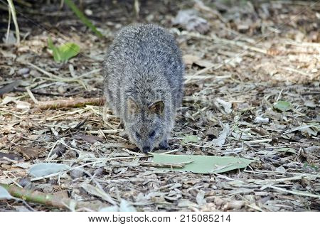 this is a close up of a quokka