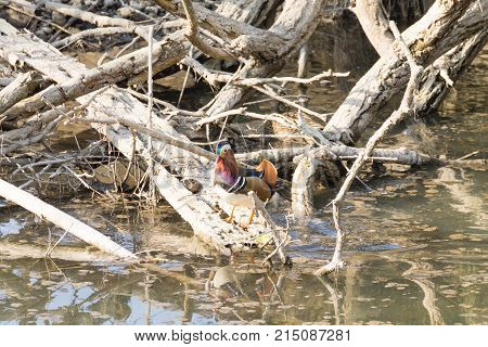 Mandarin duck close up from Sile river natural park. Italian wildlife.