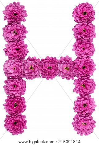Letter H, Alphabet From Flowers Of Chrysanthemum, Isolated On White Background