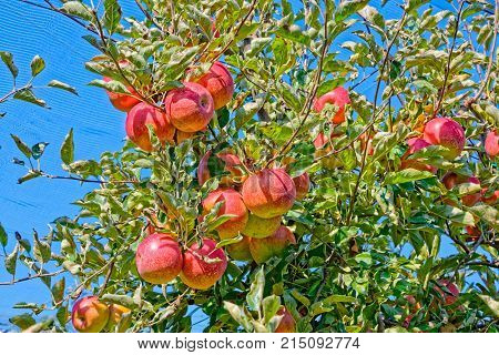 Red apples on a tree branch on a sunny day.