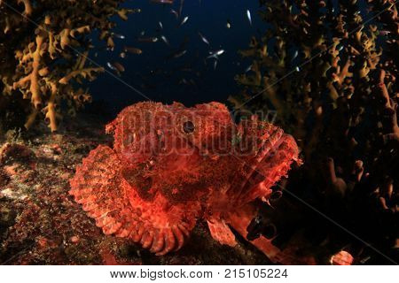 Scorpionfish fish underwater
