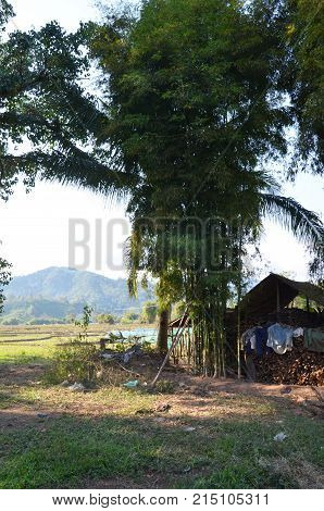 View Of Landscape Of Paddy Or Rice Field In Morning Time At Ban Don Moon Countryside