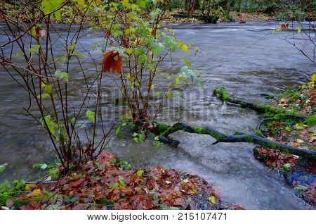 Goldstream in flood in the autumn showing brown maple leaves and submerged bushes.