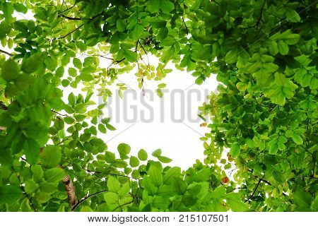 Top view of tropical tree leaves and branches with white sky, foliage green background