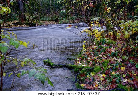 River swollen with rain water in the fall its banks covered in fallen leaves and bushes Goldstream Park British Columbia.