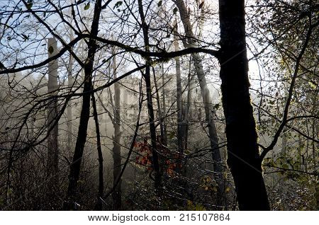 Autumn trees silhouetted against the morning fog in the valley Goldstream Park British Columbia.