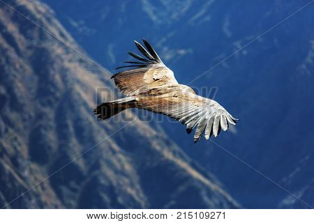 Flying condor in the Colca canyon,Peru
