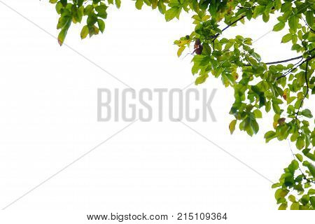 Top view a tropical green leaves with branches with white sky and foliage green background